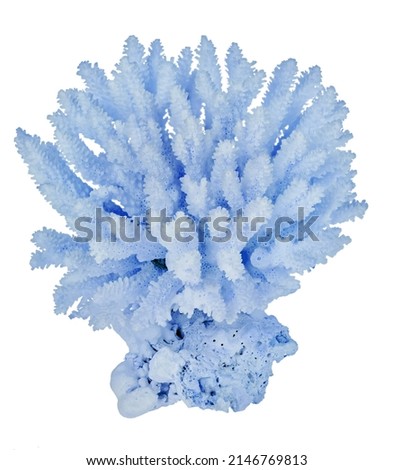 light coral isolated on white background