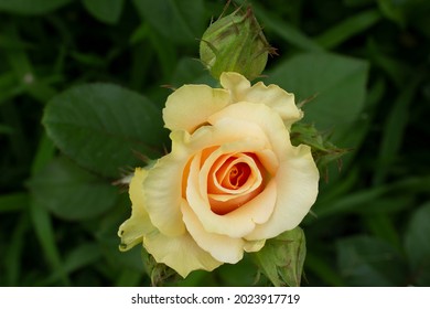 Light Cream Flowering Rose Flower Om Gree Garden Bush Top View