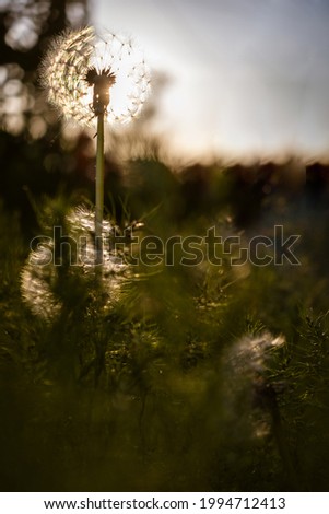 Similar – Image, Stock Photo Golden November