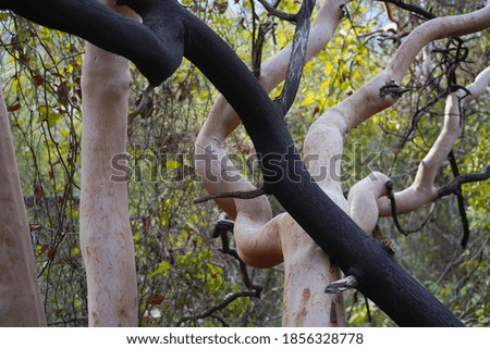 Light and dark bare tree trunks in forest. Tropical, unusual plant, nature concept. 