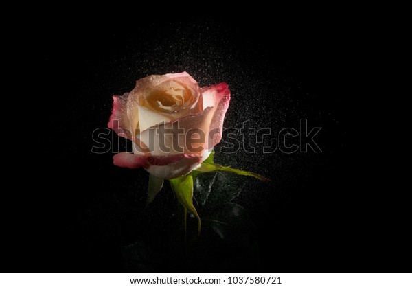 Light Dark Pink Ombre Opening Rose Stock Photo Edit Now