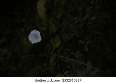 A Light in the darkness 