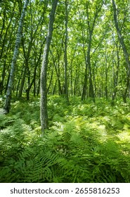 Light deciduous moist oak and birch forest with a grassy undergrowth of ferns - fernery. Sikhote Alin Mountains. Siberia
