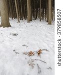 A light dusting of snow covers oak leaves and spruce boughs on the ground and on the trail that travels through the spruce plot at the Morton Arboretum in DuPage County, Illinois