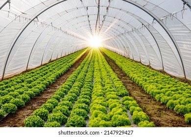 A light in the end of a tunnel. Green Lettuce leaves in vegetable field.  Gardening  background with green Salad plants in greenhouse. - Shutterstock ID 2147929427