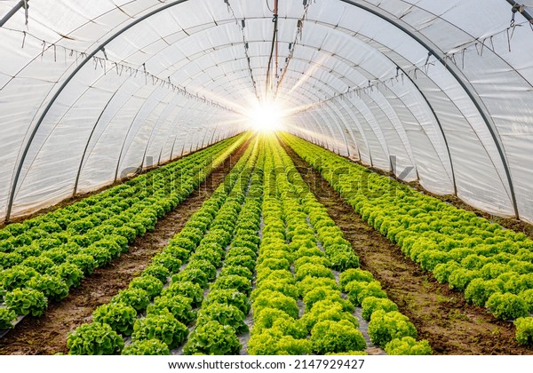 A light in the end of a tunnel. Green Lettuce\
leaves in vegetable field.  Gardening  background with green Salad\
plants in greenhouse.