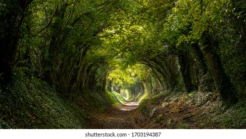 Light at the end of the tunnel. Halnaker tree tunnel in West Sussex UK with sunlight shining in through the branches. Symbolises hope during the Coronavirus Covid-19 pandemic crisis. - Shutterstock ID 1703194387