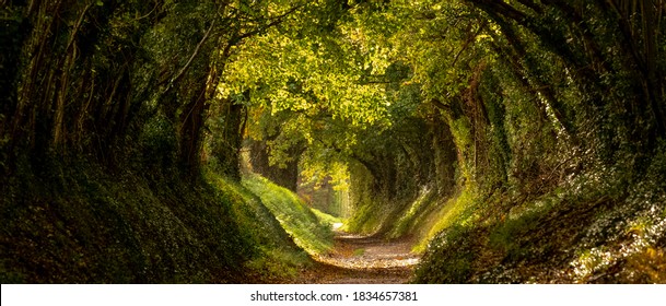 Light at the end of the tunnel. Halnaker tree tunnel in West Sussex UK with sunlight shining in through the branches. Symbolises hope during the Coronavirus Covid-19 pandemic crisis.