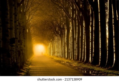Light at the end of the tunnel of trees. Misty tunnel road of trees. Trees tunnel road in mist. Mist in tunnel road