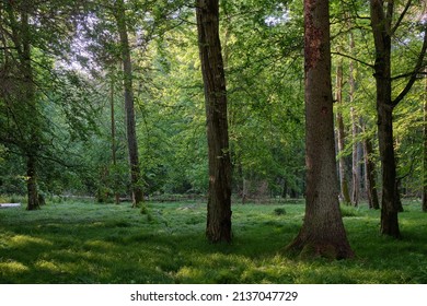 Light entering rich deciduous forest in morning with old oak tree in foreground, Bialowieza Forest, Poland, Europe