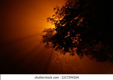 Light from the evening lantern passing through the branches of trees and thick autumn fog.