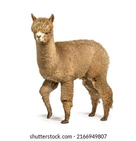 Light Fawn Alpaca Walking - Lama Pacos