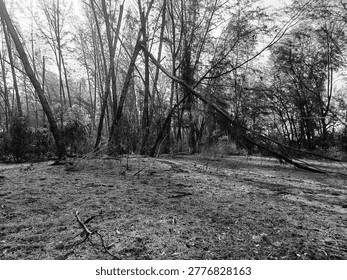 Light Filtering Through a Fire-Ravaged Forest,  A Desolate Landscape of Burnt Trees.
