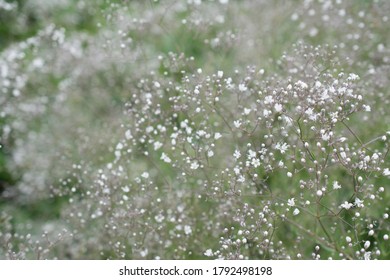 Baby Breath And Daisy 库存照片 图片和摄影作品 Shutterstock