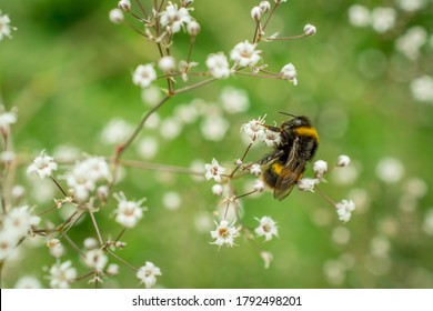 Baby Breath And Daisy 库存照片 图片和摄影作品 Shutterstock