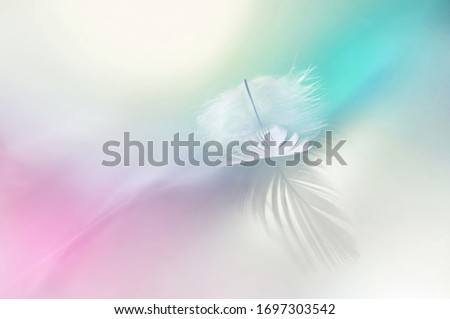 Light fluffy feather on light pink and blue background. Soft pastel colors, elegant air artistic image of nature's beauty.