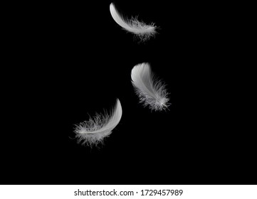light fluffy feathers falling down in the dark. feather abstract on black background