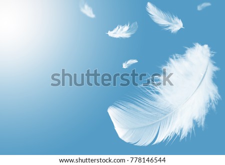 Light fluffy a white feathers floating in the sky with copy space. Feather abstract. Freedom concept background.