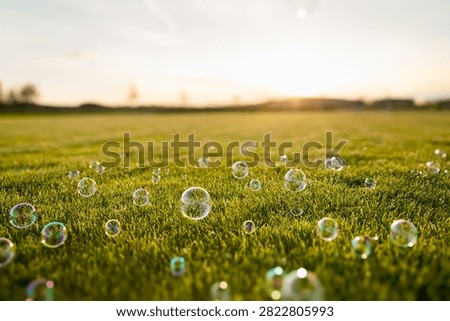 LIGHT FLYING SOAPY BUBBLES OVER THE GREEN GRASS LAWN LANDSCAPE WHILE SUN SETTING IN THE AFTERNOON OUTDSIDE, DREAMY OUTDOOR BACKGROUND, BUBBLES SETTING DOWN AFTER BEING BLOWED IN THE AIR, TRANSLUCENT AIR BUBBLES NATURE BACKDROP, ECO FRESH WASHING AND CLEANSING PRODUCT BACKROP