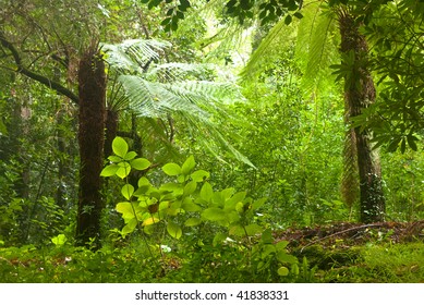 Light in the Forest of BuÃ?Â§aco