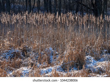 A Light Fresh Blanket Of Snow Dusts The Cattail Filled Shore Of Lake Defiance At Mraine Hills State Park In McHenry County, Illinois