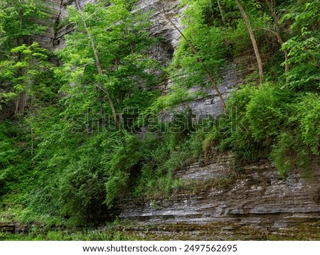 Light funneling through trees creates discs of light on a two Trees from from banks and canyon side cracks in the rock,  Robert Treeman State Park, Tompkins County, New York