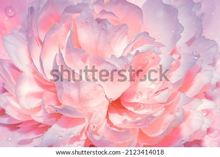 Light gentle pink background from peony petals. Peony flower in dew drops close up. Peony in drops of water, close-up. Background with flowers. 