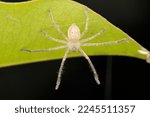 Light giant crab spider,  Olios milletti, Satara, maharashtra, India