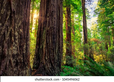 Light Glow Redwoods Redwoods National State Stock Photo 1045496062 ...