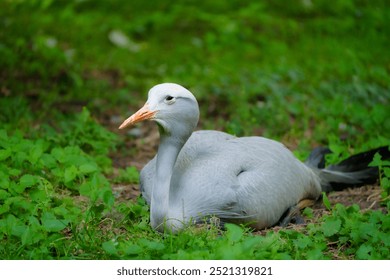 A light gray bird with a long thin orange beak is resting comfortably on the soft green grass, basking in the sunlight. Its feathers are slightly ruffled, indicating a peaceful state, surrounded by