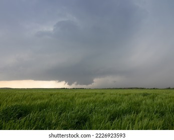 Light gray storm clouds  over an agricultural grain field with light green plants.