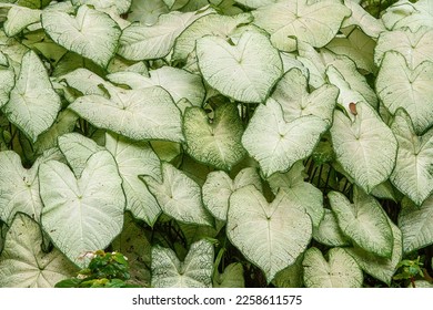 Light grayish green foliage of an unidentified cultivar of Heart of Jesus (binomial name: Caladium bicolor (Aiton) Vent.), native to Latin America, in an ornamental southern garden in autumn - Shutterstock ID 2258611575