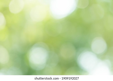 Light Green Bokeh Nature Background