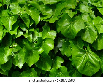 light green Boston Ivy waxy leaves  in bright sunlight. shiny white reflections. background image. freshness and outdoor concept. beauty in nature. macro view of large dense leaves and lush foliage. - Shutterstock ID 1728783583