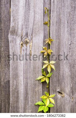 Similar – Foto Bild Carport Deko Leben Sonne