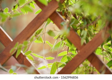 Light Green Climber On A Garden Pergola.