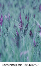 Light Green Colored Swamp Or Moor Grass With Purple Stalks, Molinia Caerulea, Pattern