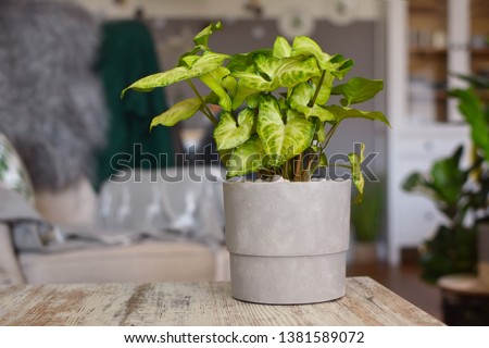 Light green exotic Syngonium Podophyllum vine plant in gray flower pot on table in living room