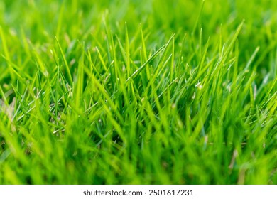 Light green grass at summer midday background. close up of the green grasses backdrop. Nature wallpaper. Meadow of grass swaying in the wind. Breezy nature scene. Calm, peaceful, relaxation concept. - Powered by Shutterstock