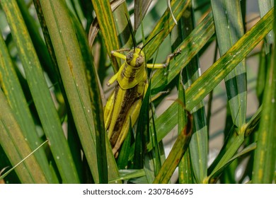 Light green grasshopper on palm leaves - Powered by Shutterstock