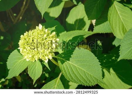 Light green hydrangea inflorescence on a sunny day