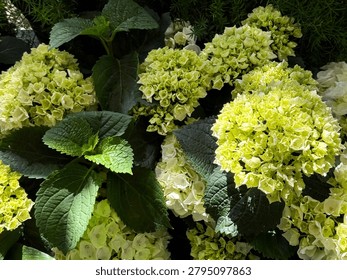 Light green hydrangea macrophylla bigleaf hortensia