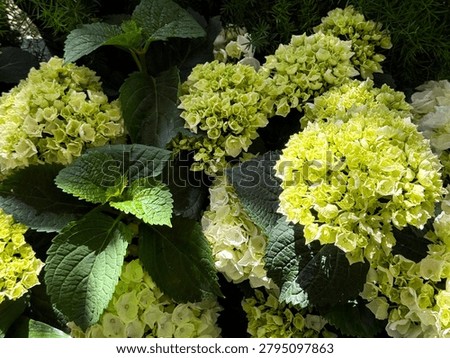 Light green hydrangea macrophylla bigleaf hortensia