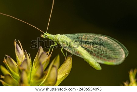 A light green lacewing fly sits on the top of a spike among thickets of grass on a cloudy summer day.