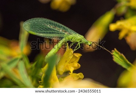 A light green lacewing fly sits on a flower among thickets of small yellow flowers on a cloudy summer day.