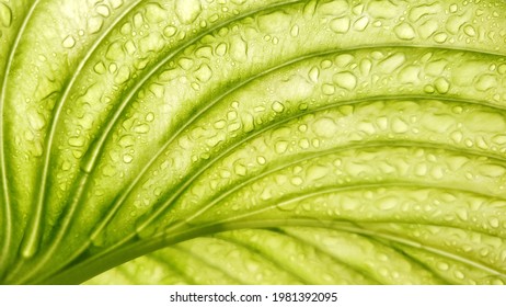 light green leaf after rain. texture of stripes. soothing nature background. from below in front of the sun - Shutterstock ID 1981392095
