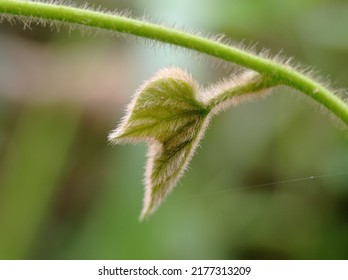 light green leaf macro covered with fluff, on a blurred background - Shutterstock ID 2177313209