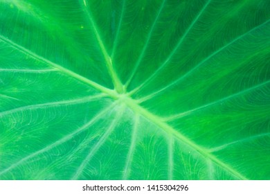 With light green leaf pattern
