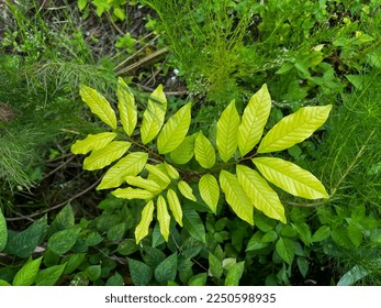 The light green nephelium leaves are photographed from above, nestled among the other gree leaves.