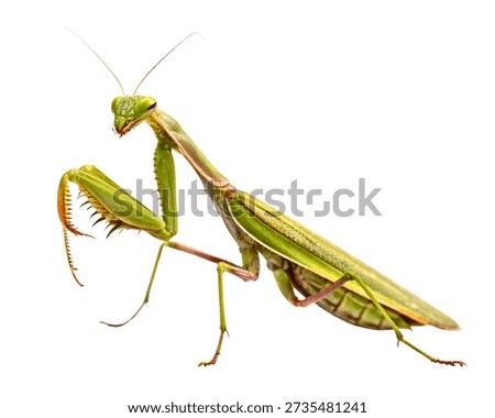 Light Green Praying Mantis Predator Pose isolated on white background